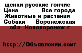 щенки русские гончие › Цена ­ 4 000 - Все города Животные и растения » Собаки   . Воронежская обл.,Нововоронеж г.